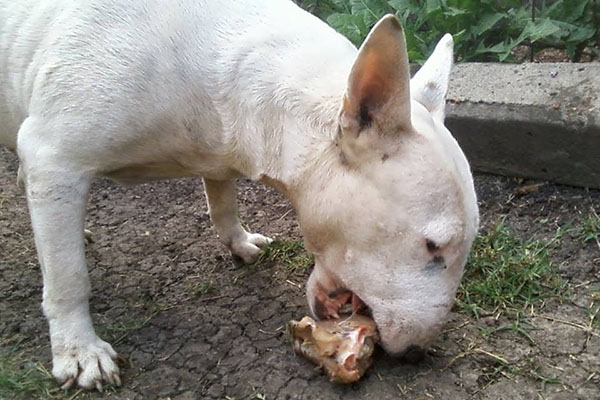 Murio Y Su Perro Bull Terrier Ya Lo Estaba Devorando