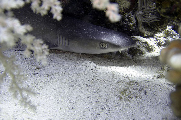Un monstruoso pez se traga a un tiburón vivo