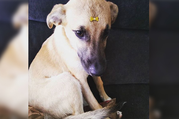 Chico, el pícaro perrito que se hizo viral en las redes