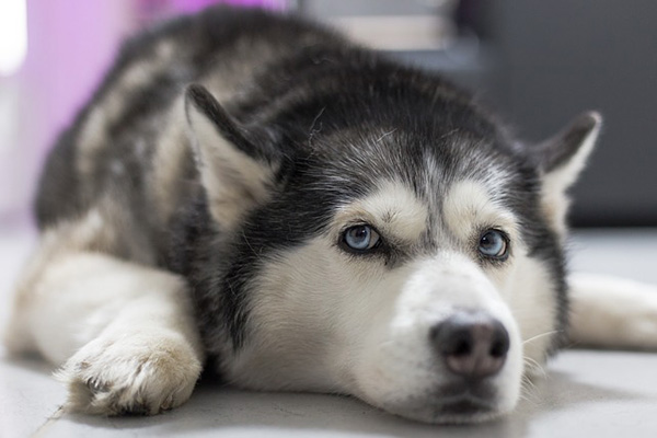Cuando el cansancio se apodera de ti: un husky rechaza levantarse de la cama