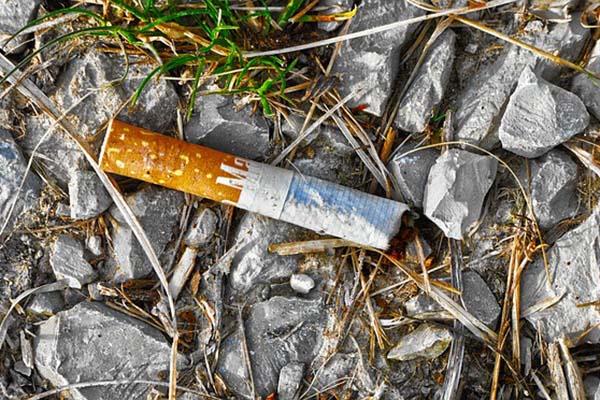 Colillas de cigarro mermarían el crecimiento de las plantas