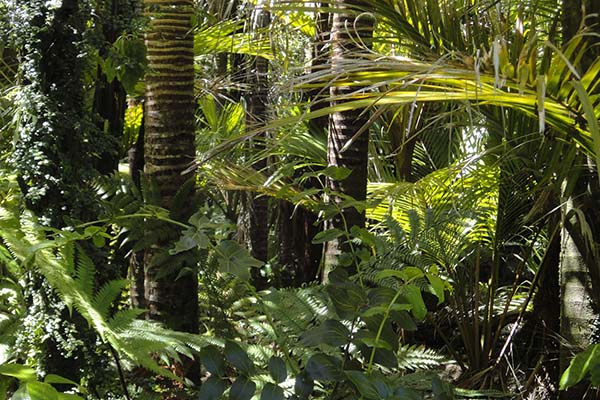 Bolsonaro sueña con construir una Cancún en una selva virgen de Brasil