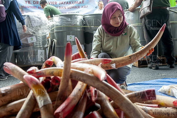 Singapur prohíbe comercio de marfil… a partir de 2021