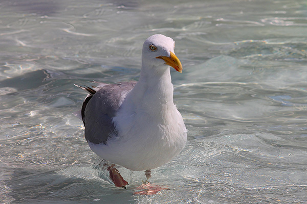 Mundo surreal: gaviota devora a un tiburón