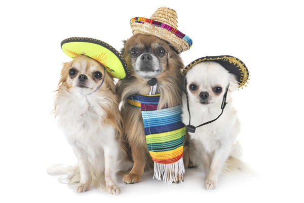 DogHero México quiere que tu perro sea su imagen oficial