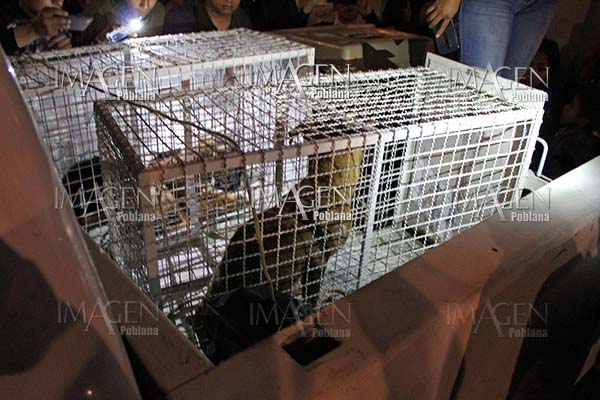 ¡Demencial! Mujer robaba perros y los refrigeraba