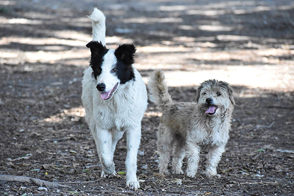 Cerca de 500,000 perros y gatos son abandonados en México al año