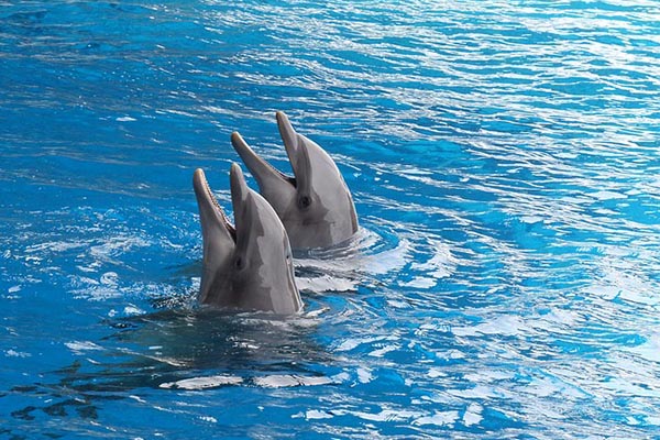 Vacaciones de pesadilla: dos delfines enloquecen y atacan a una niña