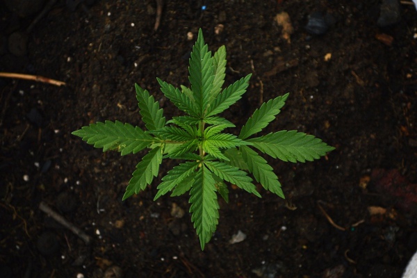 Investigadores descubren potencial antibiótico del cannabis