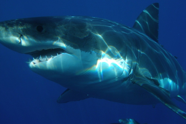 Un gran tiburón blanco de casi 5 metros sorprende a los científicos