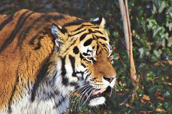 Un tigre siberiano mata a la empleada de un zoológico