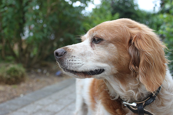Perro ha recorrido más de 2,000 km evadiendo a perreras de varios países