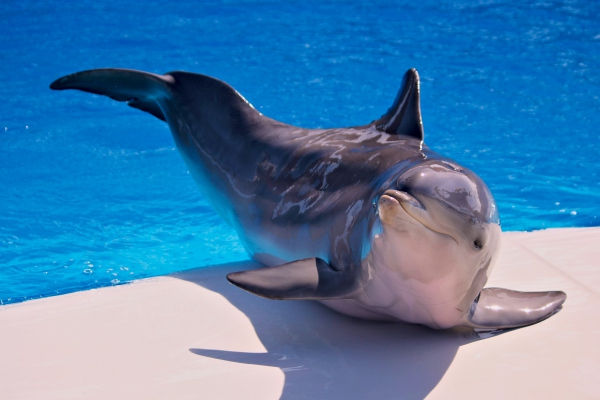 Crean un robot que podría terminar con el cautiverio de delfines