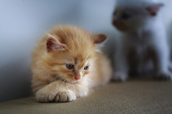 Rescatan decenas de gatos en una iglesia incendiada durante protestas en Chile